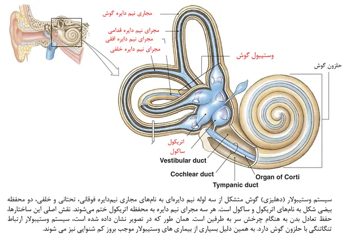 وظیفه سیستم وستیبولار 