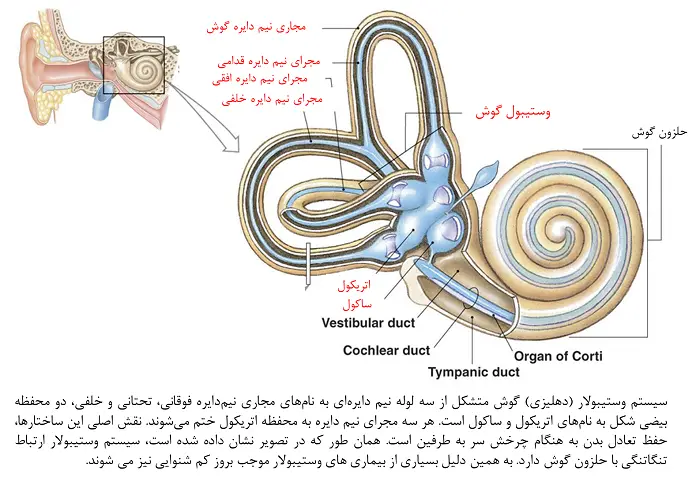 غشای ژلاتینی گوش