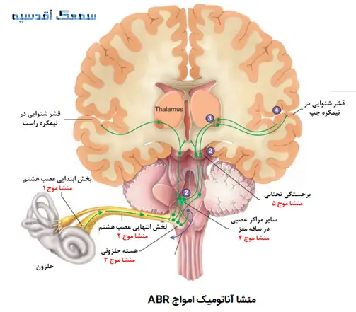 منشا آناتومیک امواج ABR