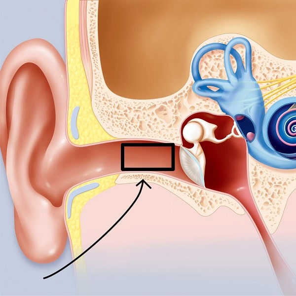 آناتومی گوش خارجی انسان