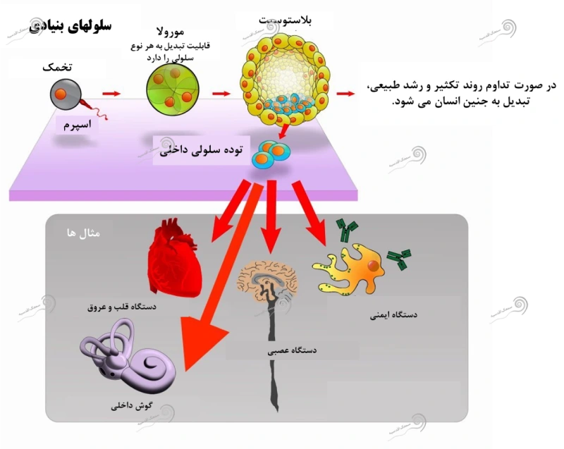 سلول‌های بنیادی عصبی (NSCs)- کلینیک سمعک اقدسیه